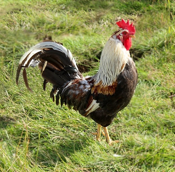 Gallo di razza Islandese