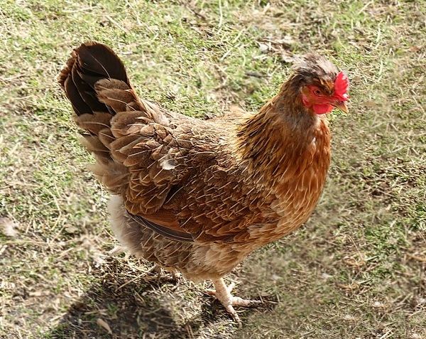 Gallina di razza Islandese
