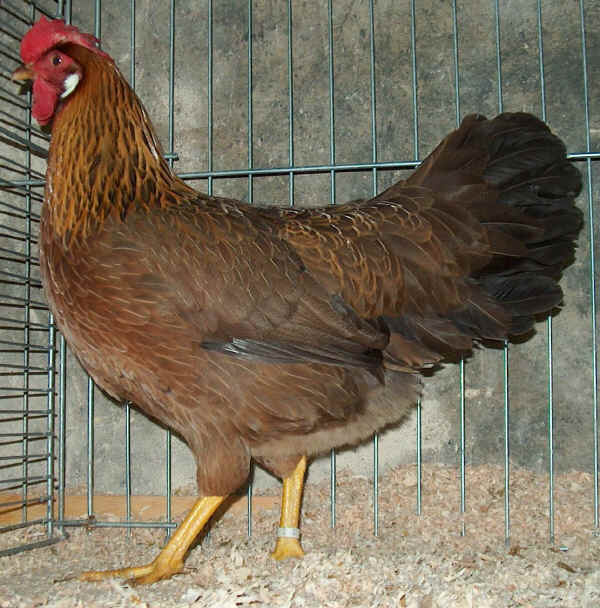 Gallina di razza Italiana dorata 