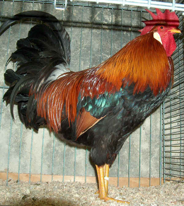 Gallo di razza Italiana dorata 