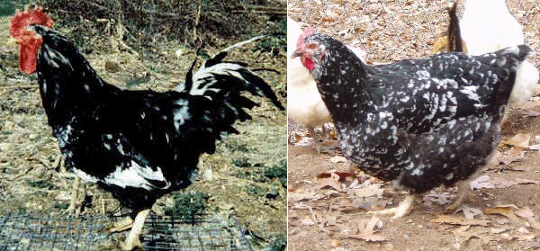 Gallo  e gallina di razza Java a mantello macchiettato