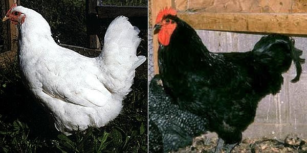 Gallina di razza Jersey Gigante bianca