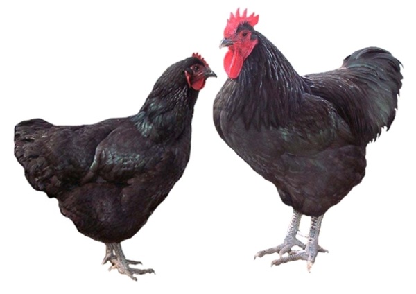 Gallo di razza Jersey Gigante nera