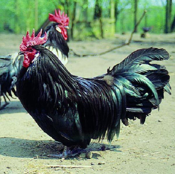 Gallina di razza Krüper