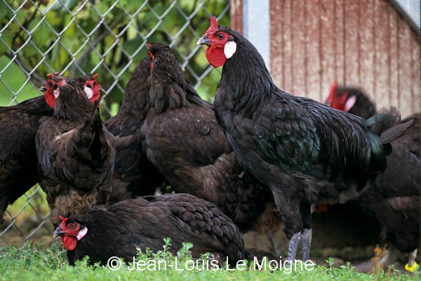 Gallo e galline di razza La Flèche