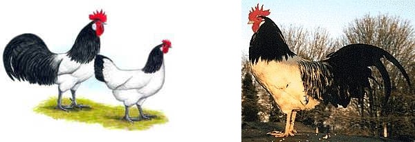 Gallo e gallina Lakenfelder