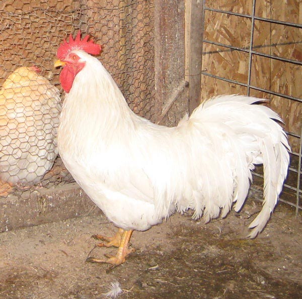 Gallo di razza Lamonas