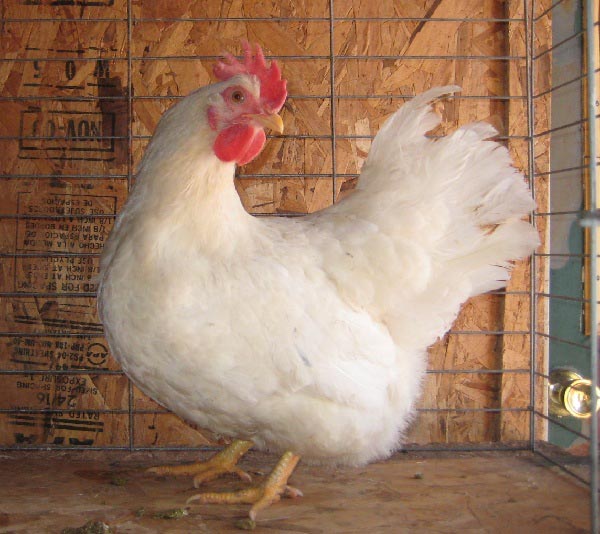 Gallina di razza Lamonas