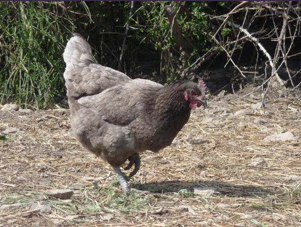 Gallina di razza Limousine