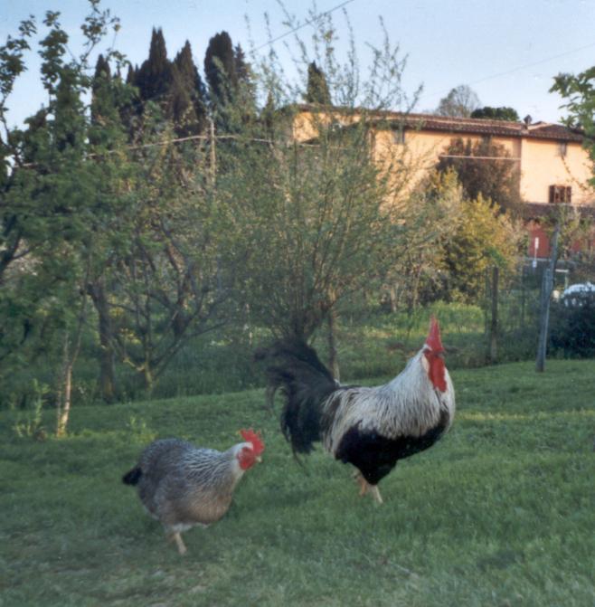 Coppia di Livorno collo argento