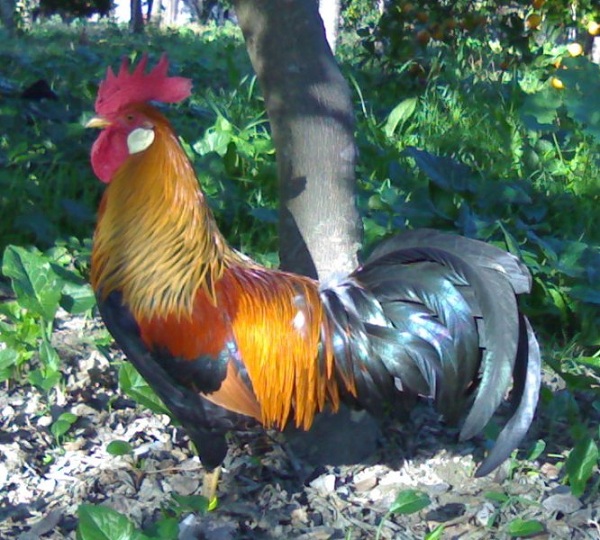 Gallo razza Livorno Collo Oro