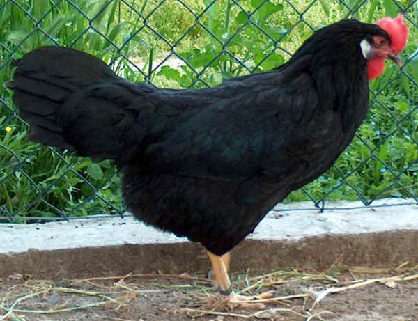 Gallina di razza Livorno Nera 