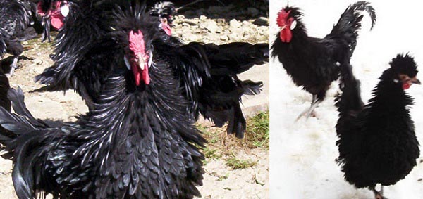 Gallo di razza Lyonnese