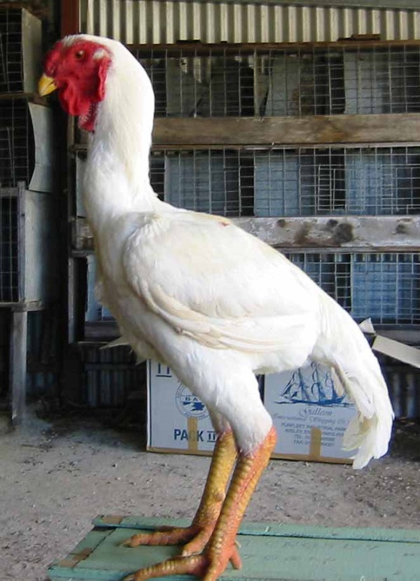 Gallo di razza Malese bianca
