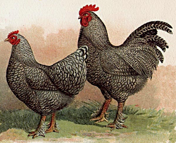 Gallo e gallina Malines cuculo