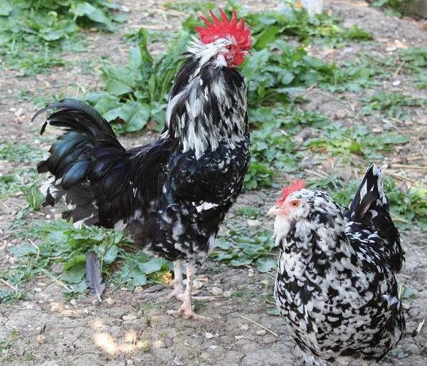 Gallo di razza Mantes