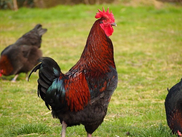 Gallo Marans nero ramato nano 