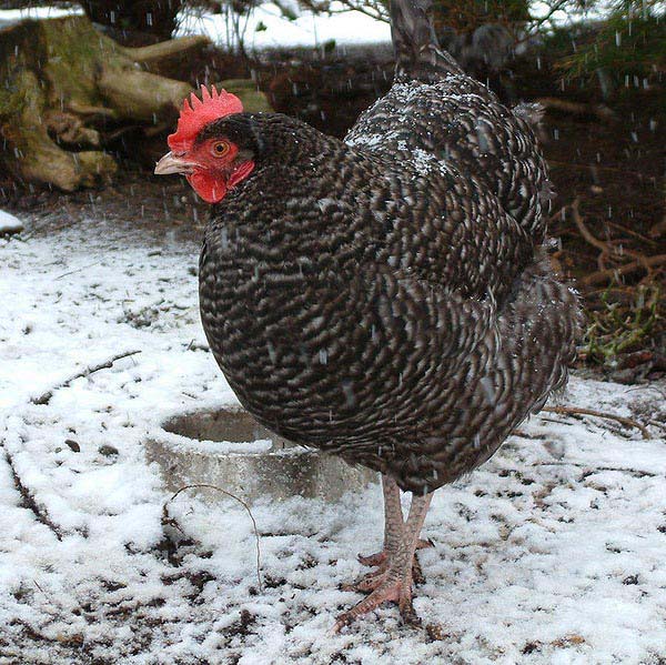 Gallo e gallina Marans Inglese 