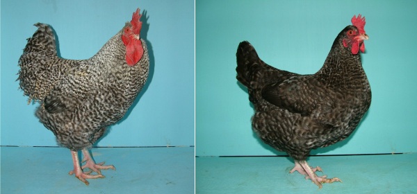 Gallo e gallina Marans Inglese 