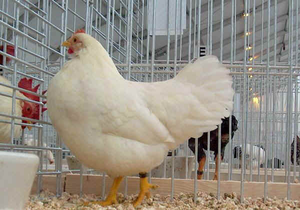 Gallina Mericanel della Brianza bianca 