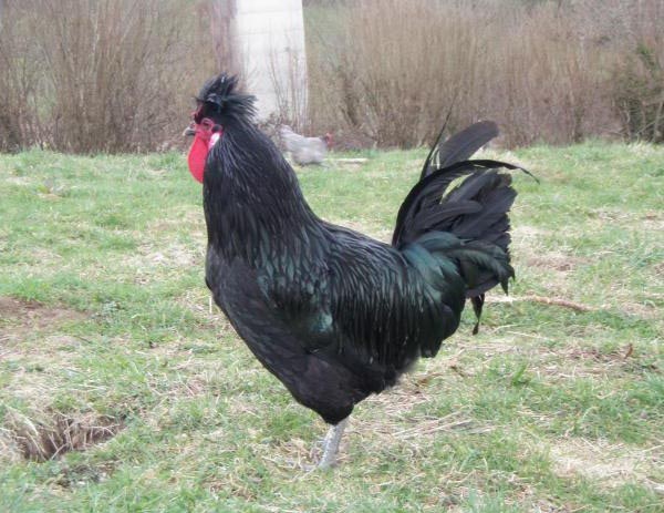 Gallo Merlerault