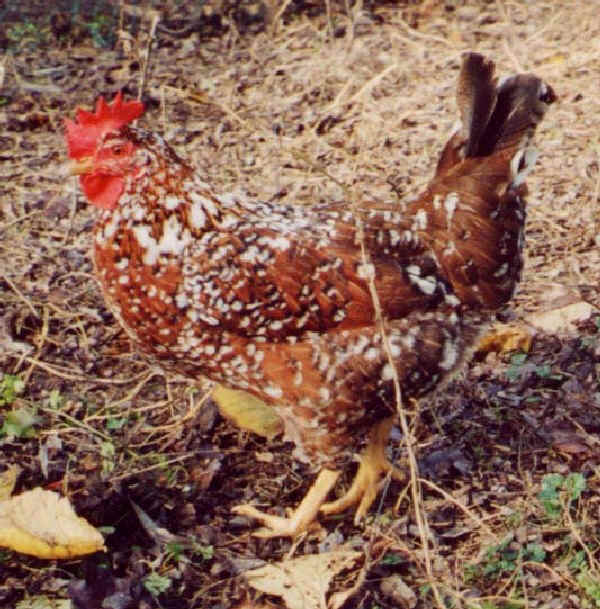 Gallina di razza Millefiori di Lonigo