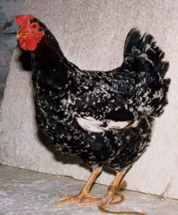 Gallina di razza Millefiori Piemontese