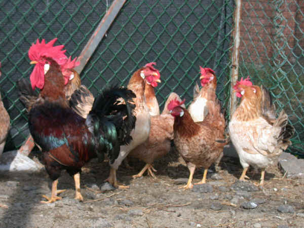 Gallo e galline di razza Modenese