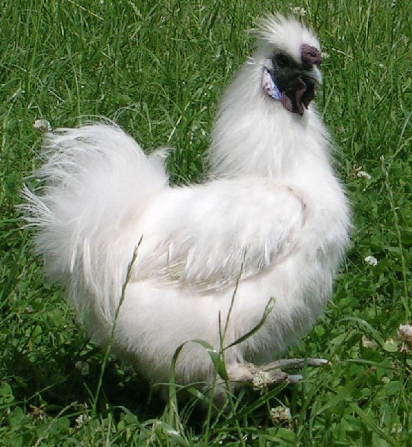 Gallo Moroseta con barba grande bianco