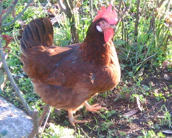 Gallina di Morozzo