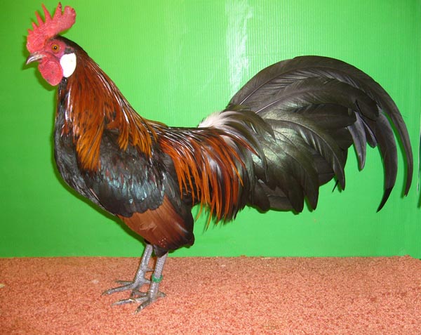 Gallina Nana Tedesca 