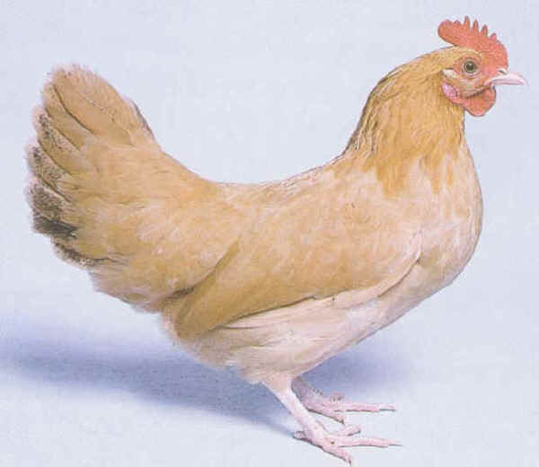 Gallina Nankino 