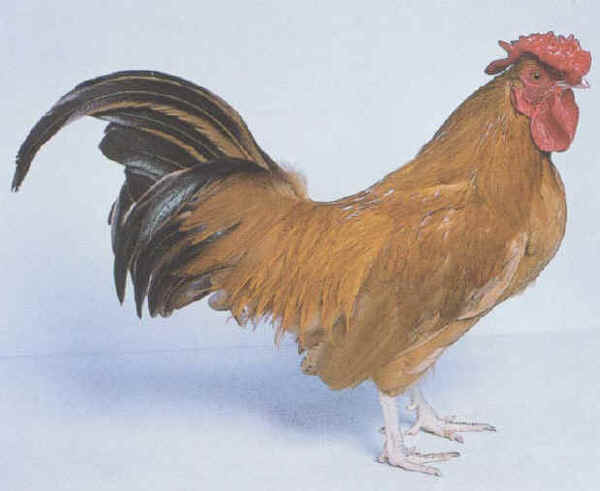 Gallo Nankino 