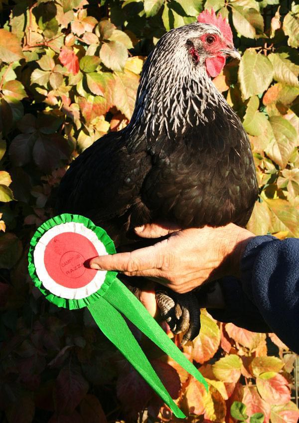 Gallo e gallina Nederrijns hoen