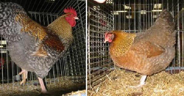 Gallo e gallina Nederrijns hoen col. autosessata