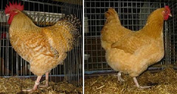 Gallo e gallina Nederrijns hoen col. sparviero-fulvo