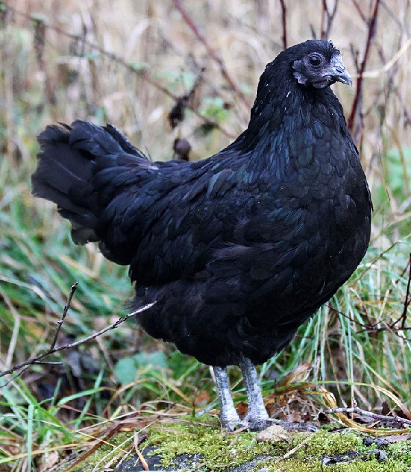 Pollo Nero Svedese