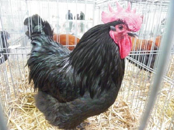 Gallo Noir de Challans