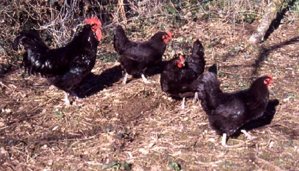 Gallina di razza Noir du Berry