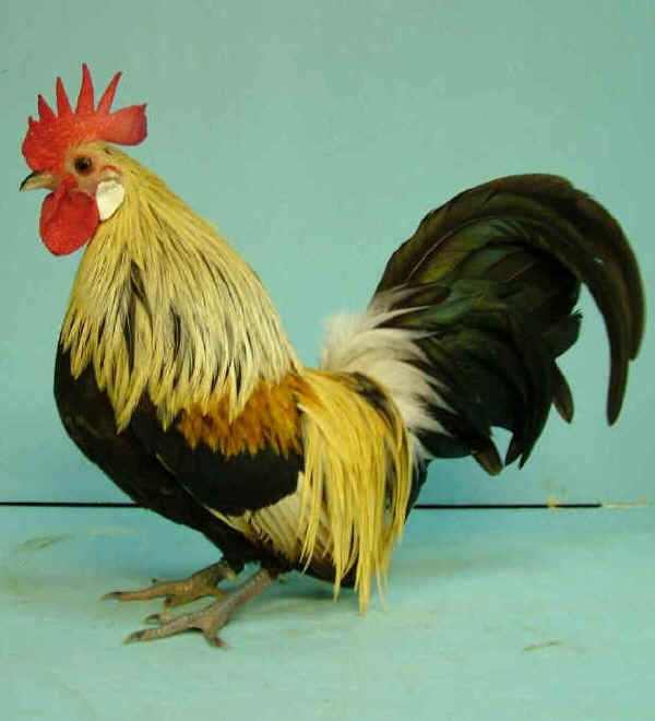 Gallo di Olandese Nana arancio argento 