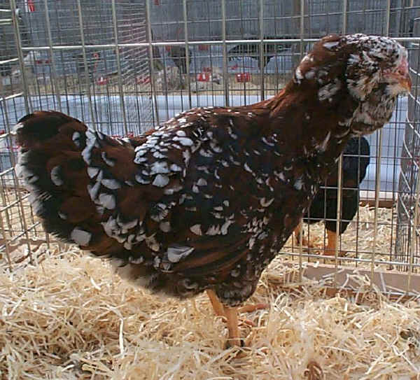 Gallina di razza Orloff tricolore 