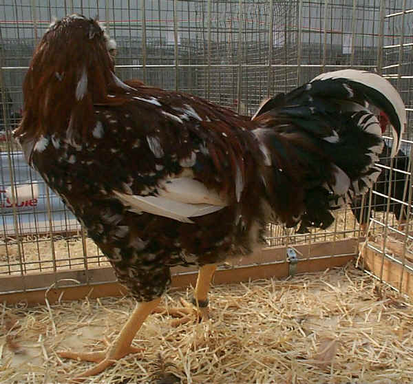 Gallo di razza Orloff tricolore 