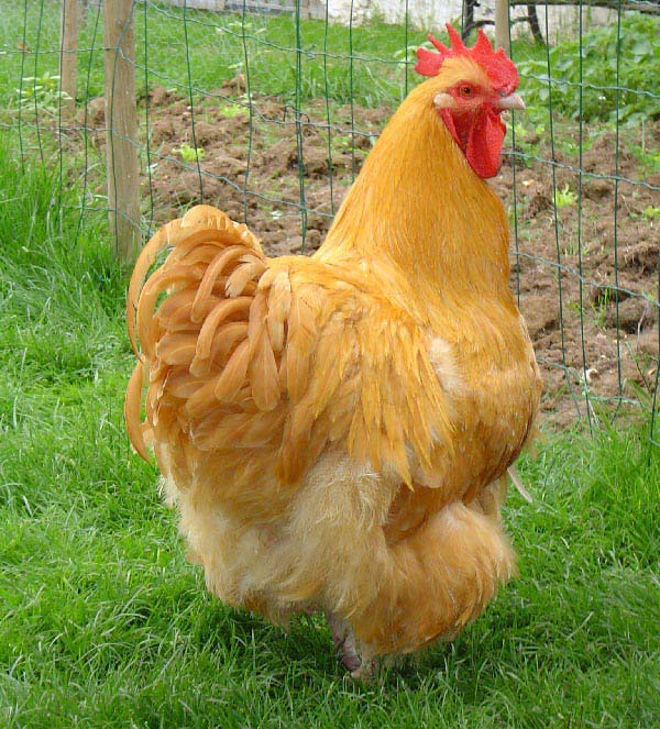 Gallo Orpington di colorazione fulva