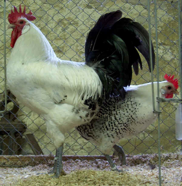 Gallo e gallina di razza Ostfriesische Möven 