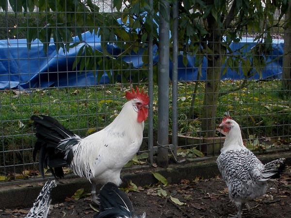Gallo e gallina di razza Ostfriesische Möven 