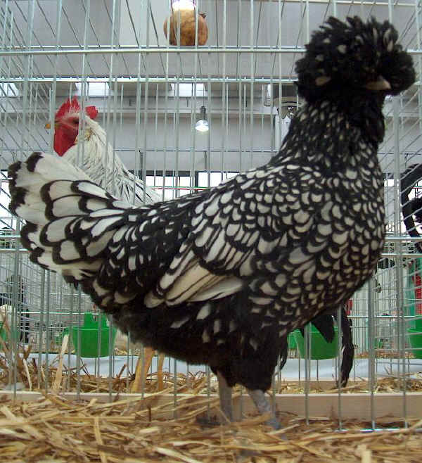 Gallina di razza Padovana Argento orlo nero 