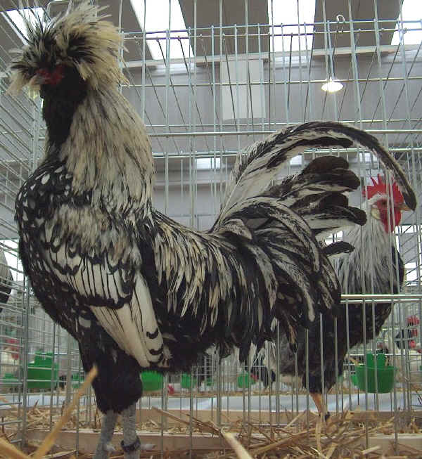 Gallo di razza Padovana Argento orlo nero 