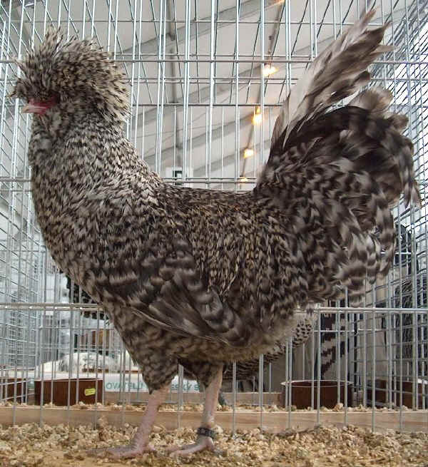 Gallo di razza Padovana sparviero 