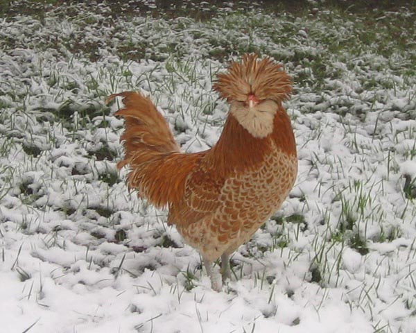 Gallo di razza Padovana Nana Camoscio orlato bianco