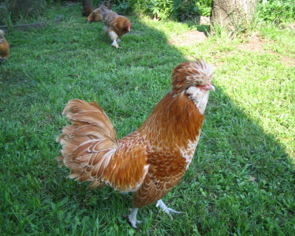 Gallo di razza Padovana Nana Camoscio orlato bianco